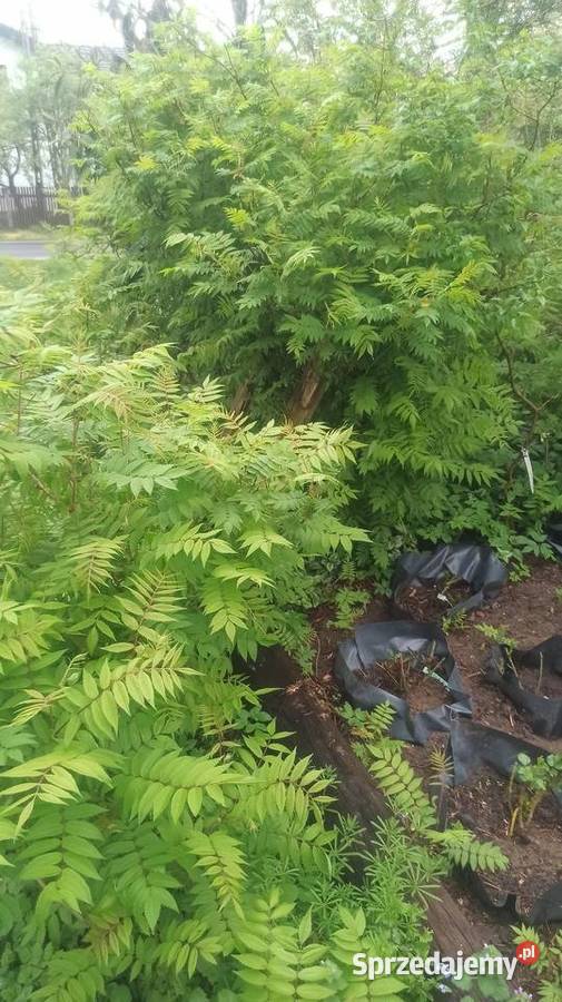 Tawlina jarzębolistna Słupca