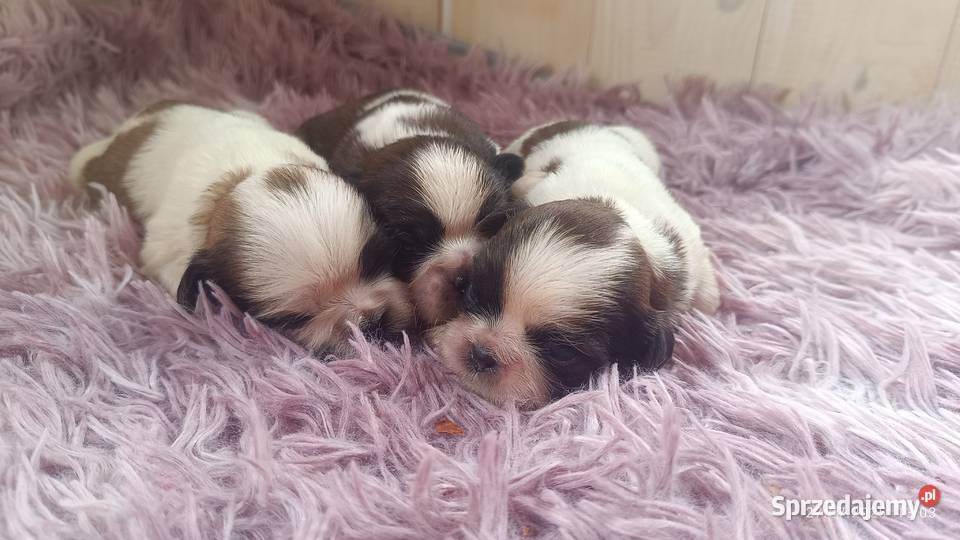 Szczeniaki shih tzu Tarnów