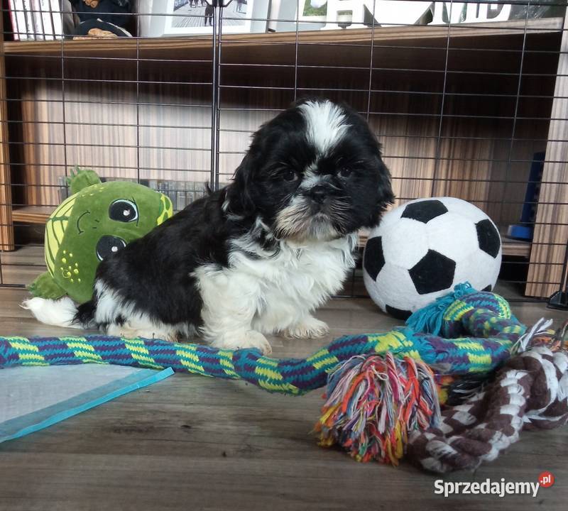 Shihtzu pieski szczeniaki Dębica