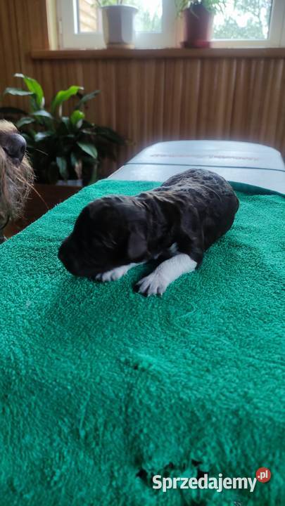 Lagotto Romagnolo Zakątek Bystrego FCI Augustów