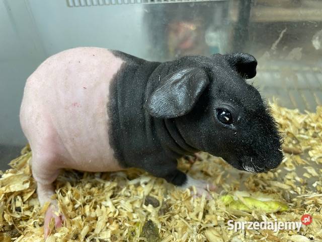 kawia skin łysa świnka morska Gryzonie śląskie Gliwice