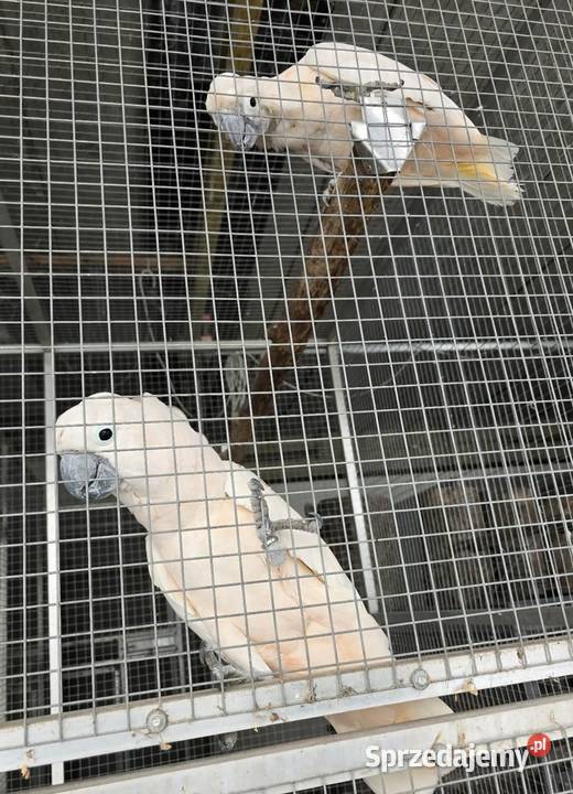 Kakadu moluckie dorosła para Zwierzęta Goleniów