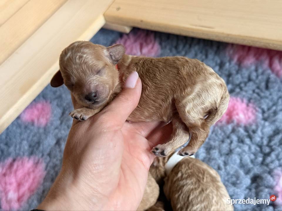 Pudel toy śląskie Częstochowa
