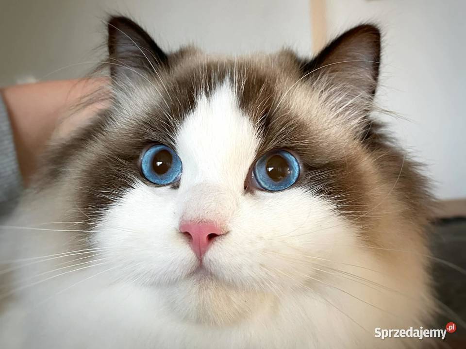 ragdoll kocur duży bedzie rodowód FPL Gorzów Wielkopolski