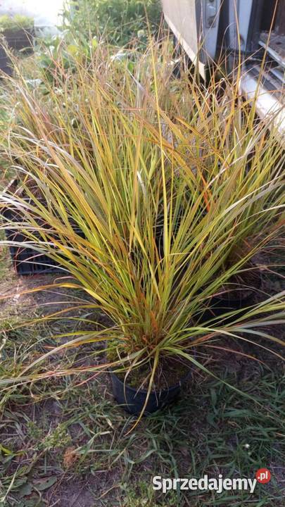 Byliny Jaszczów-Kolonia