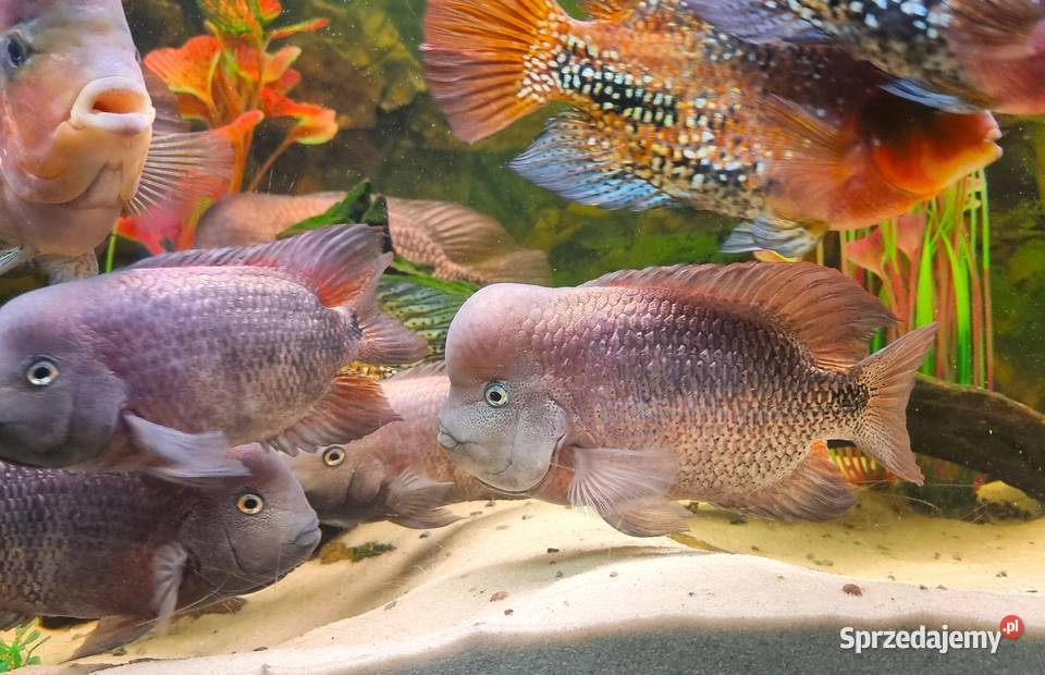 Pielęgnica Vieja breidohri Międzyrzecz sprzedam