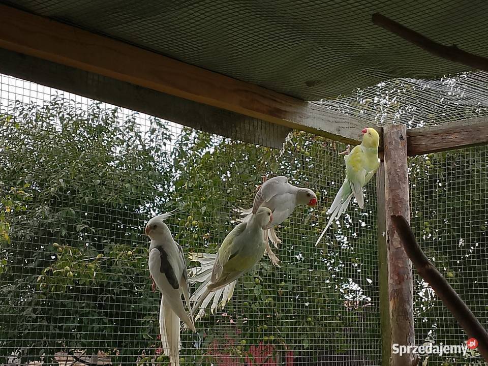 Papugi modrolotki i inne Ptaki Płomiany