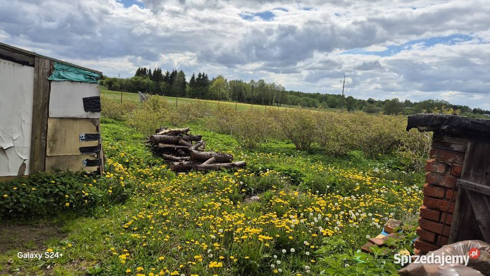 Sprzedaż domu z plantacją borówki Świeszyno sprzedam