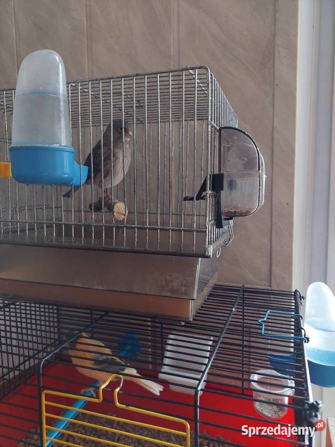 Kanarki samce samice pary Katowice