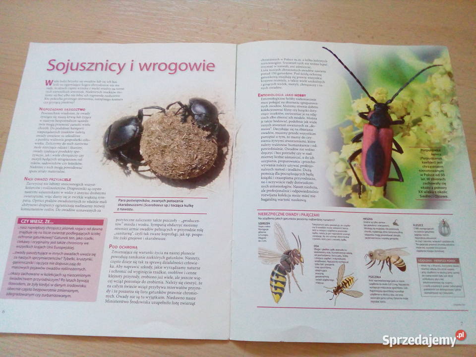 Gazetka owady Szczecin