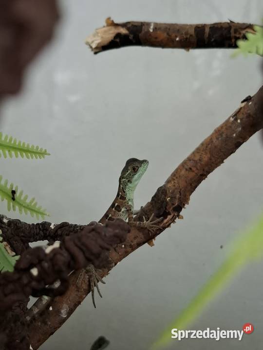 Bazyliszek płatkogłowy Basiliscus plumifrons Kraków sprzedam