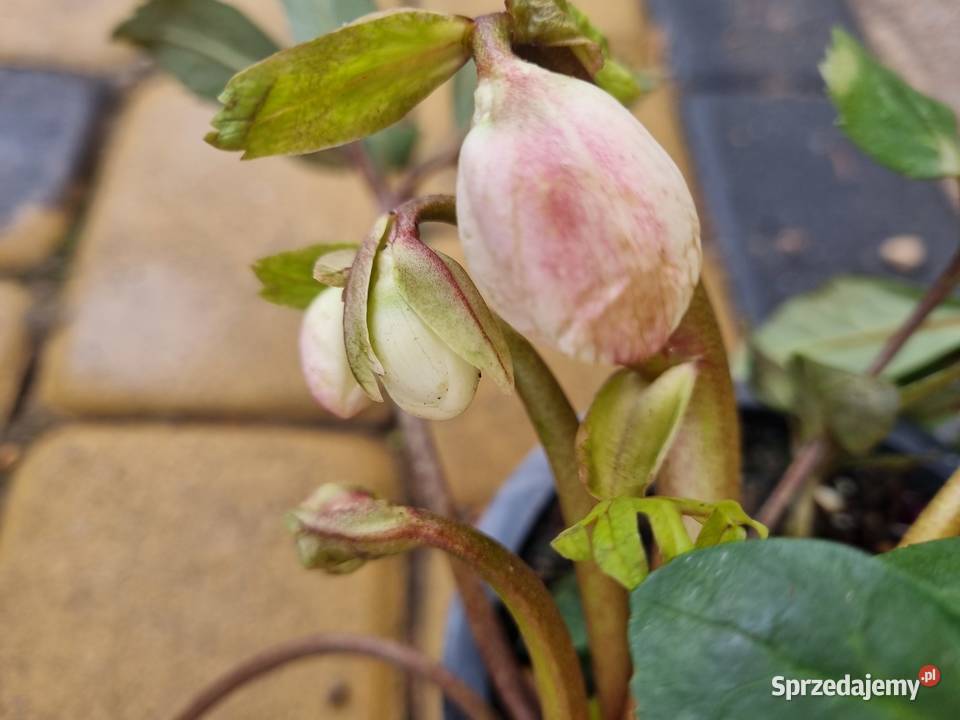 Ciemiernik Helleborus Niger Biały doniczka lubelskie Lublin