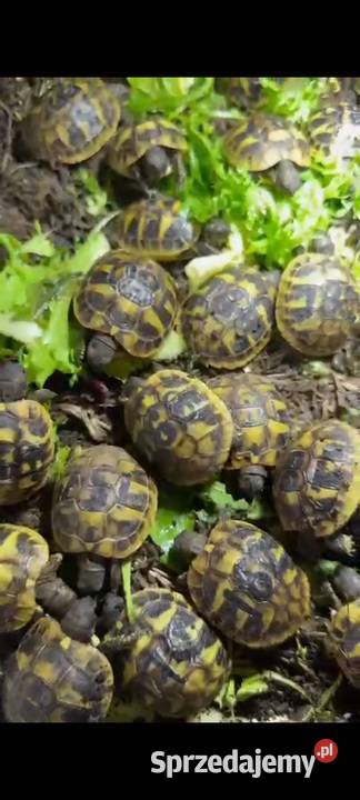 żółw Grecki Olsztyn warmińsko-mazurskie