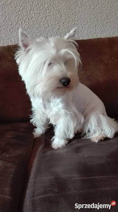 suczka 11 miesięcy west highland White terrier zachodniopomorskie Szczecinek