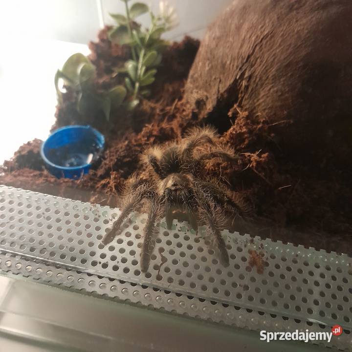 Domowa opieka zwierzętami ferie i weekendy Poznań