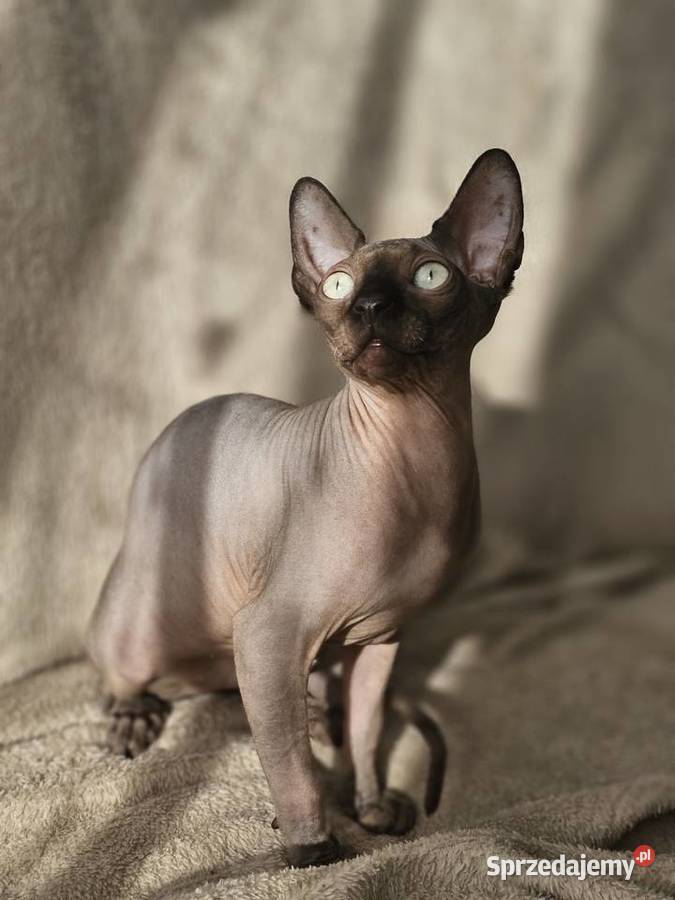 Kociak 5msc z rodowodem mazowieckie Maków Mazowiecki