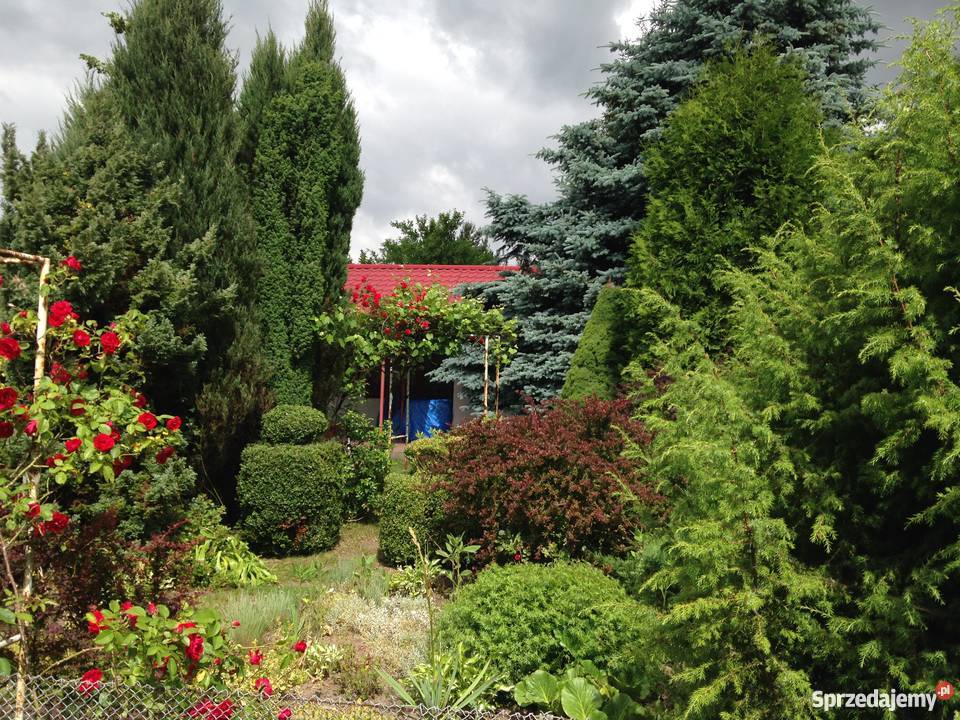 Działka rekreacyjna Sierosław bezpośrednio domek sprzedam