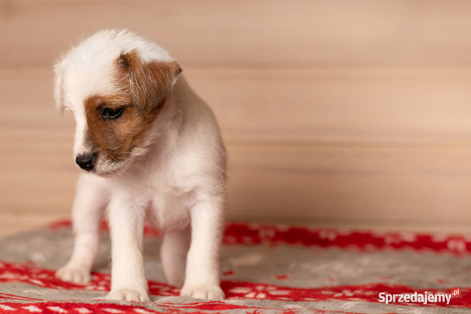 Parson Russell Terrier Szczenięta ZKwP Warszawa