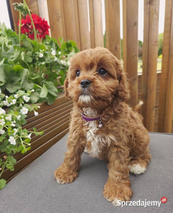 Śliczne Cavapoo