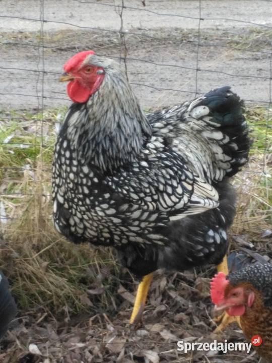 Kogut wyandotte Hłudno