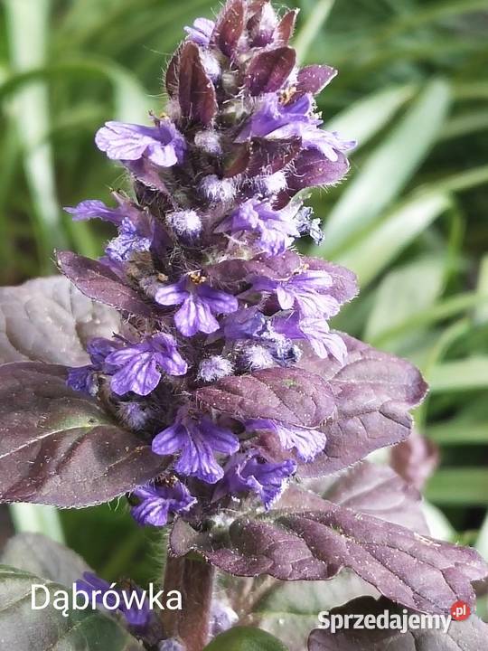 Dąbrówka bylina zapewniająca sadzonka śląskie Jaworzno