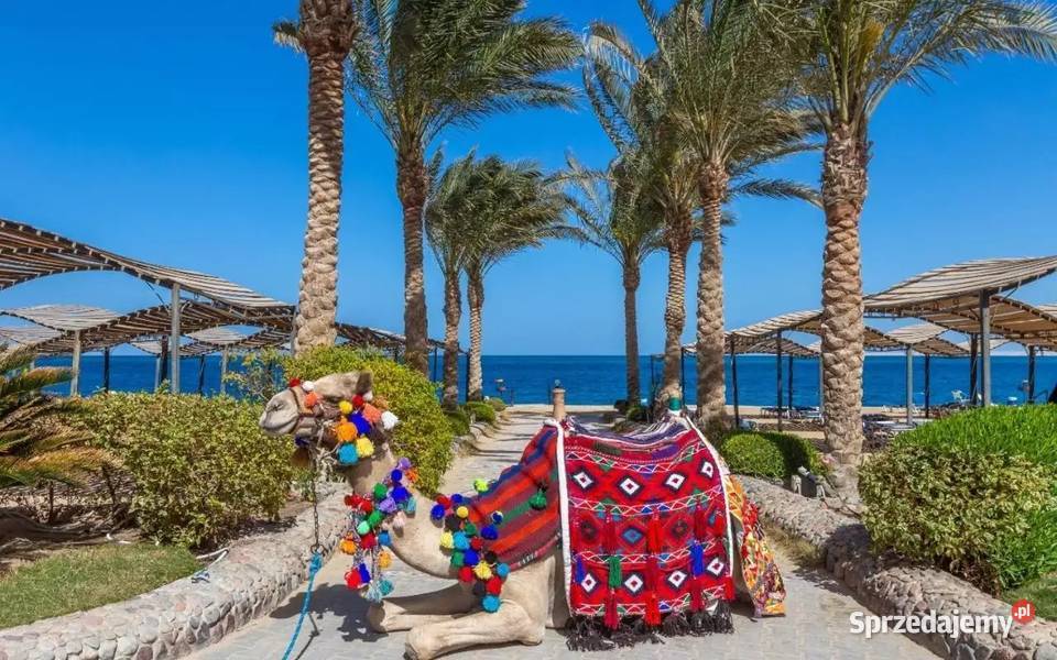 WCZASY W EGIPCIE Z EKIPĄ MAXIMA małopolskie Nowy Sącz