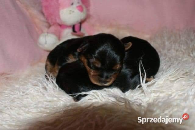 Yorkshire Terrier Śliczne Dziewczynki Maleńkich York małopolskie