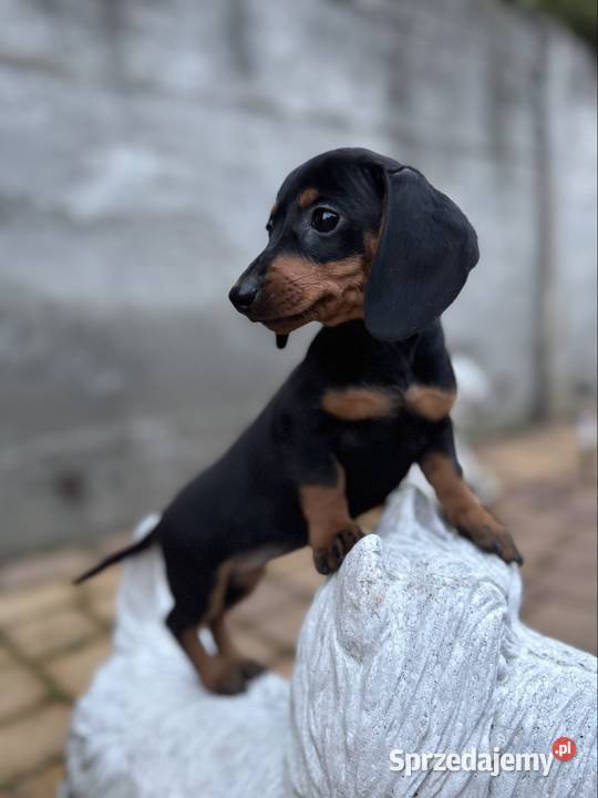 Wyjątkowa sunia Jamnik miniaturowy standard Dąbrowa Górnicza