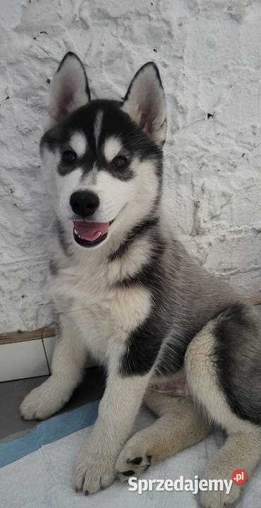 Szczeniak Siberian Husky piesek piesek zkwp fci podkarpackie Mielec sprzedam