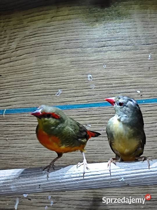 Bengalik złotobrzuchy para 2025 astryld Astryldy Myślenice