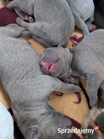 Szczeniaki Cane Corso Wiskitki