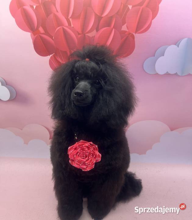 Pudel miniaturowy czarny FCI dziewczynka śląskie