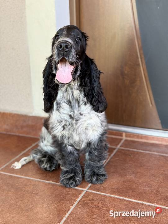 Szczeniak piesek cocker spaniel angielski Pacanów