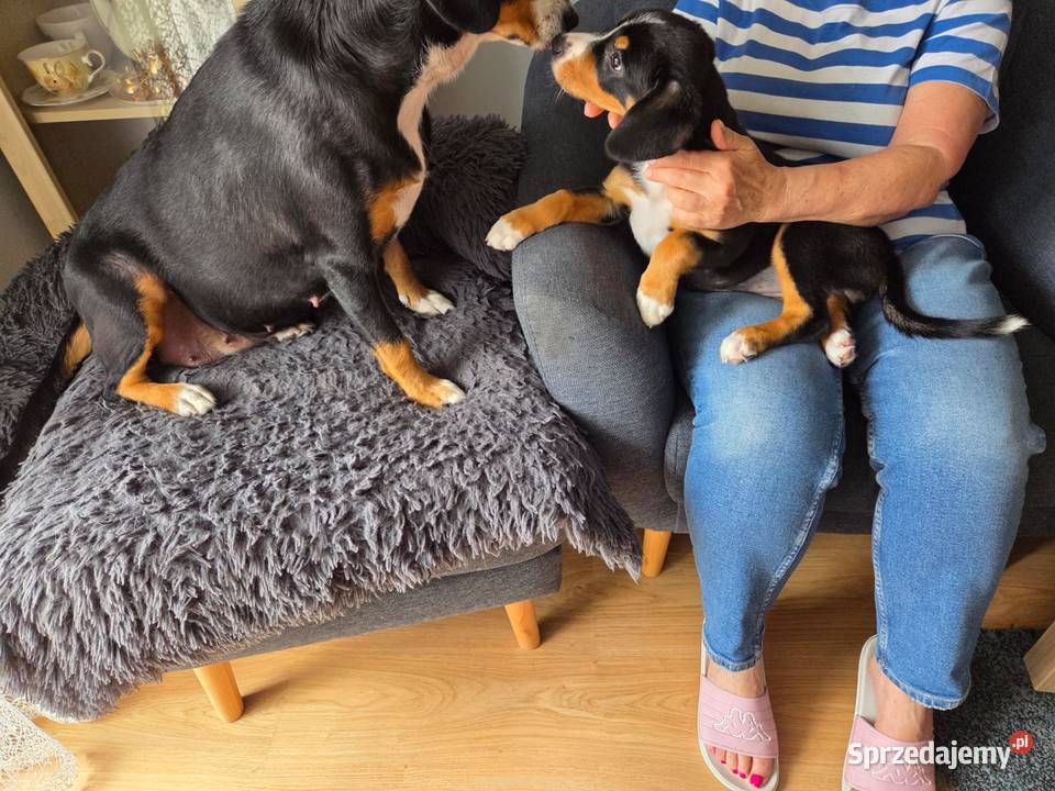 Entlebucher szczeniaczek 25 miesięczna suczka Pozostałe łódzkie