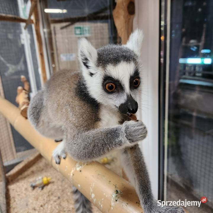 Lemur Katta młody 8 miesięcy Wałbrzych
