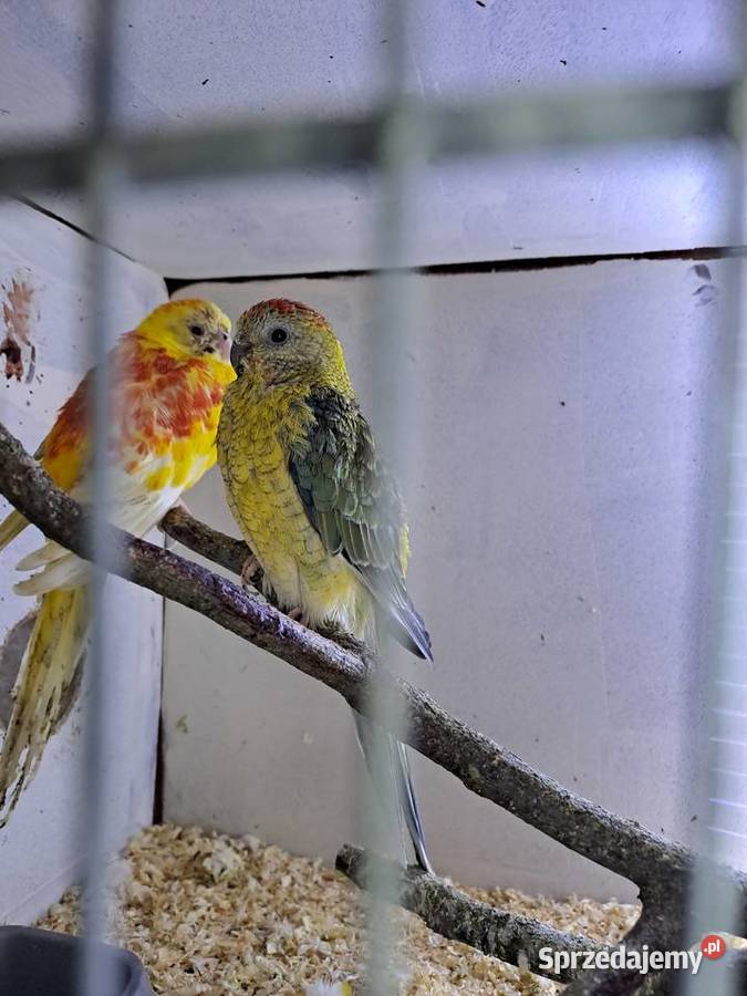 Papugi swiergoty sprzedam Kłodzko
