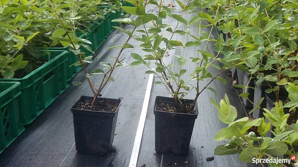 Jagoda Kamczacka szkółka sadzonki różny wiek i Lublin