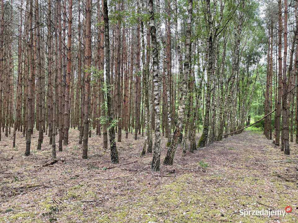 Działka leśna niedaleko jeziora Przytomne leśna Krzywie
