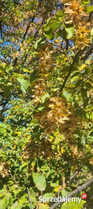 Klon zwyczajny klon jawor i klon polny Zbiór Jasło