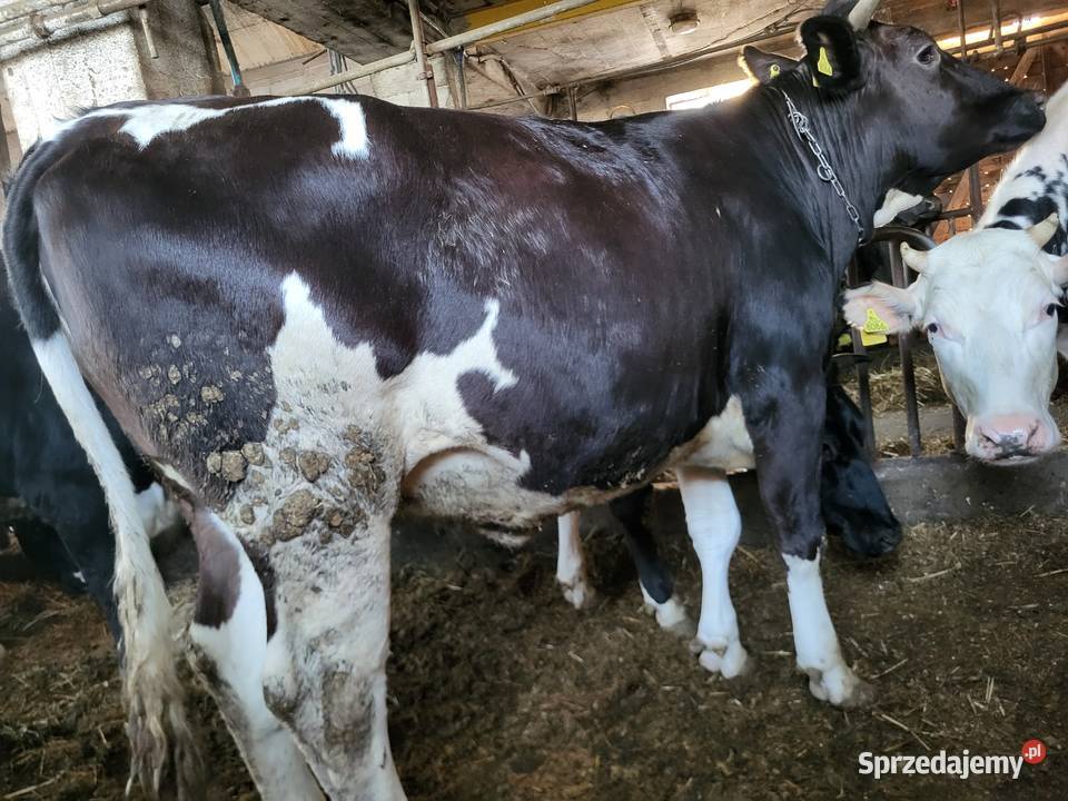 Jałówki wysokocielne Bydło Mała Wieś sprzedam