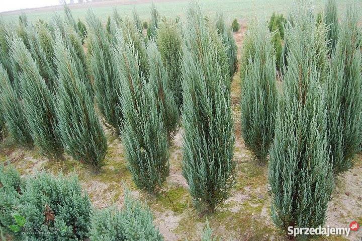 Thuje tuja thuja krzewy iglaki jałowiec Blue małopolskie Garlica Duchowna