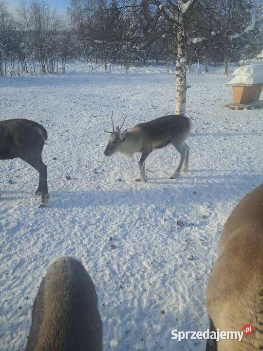 Sprzedam zamienię renifera Skandynawia Reindeer Łomża