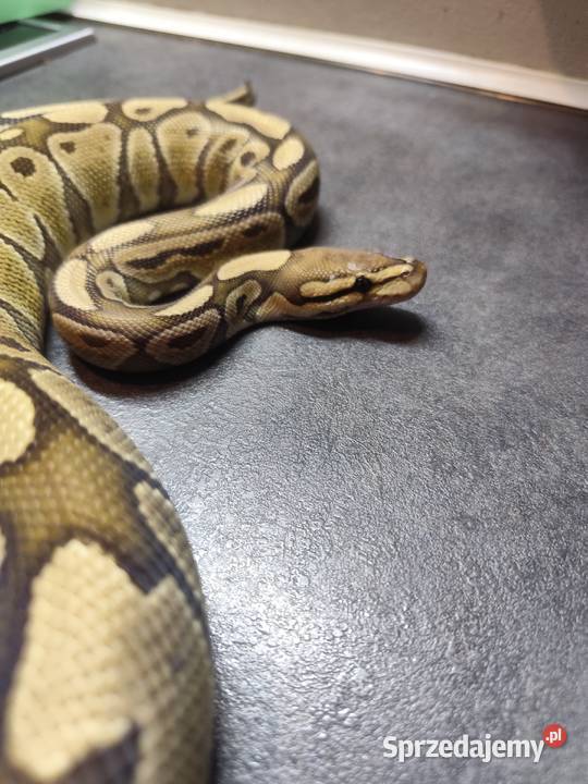 Pyton Królewski samica Pruszków