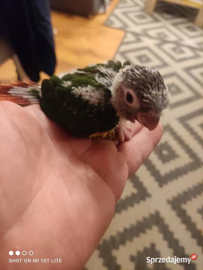 Ręcznie karmione papużki Rudosterki sprzedam