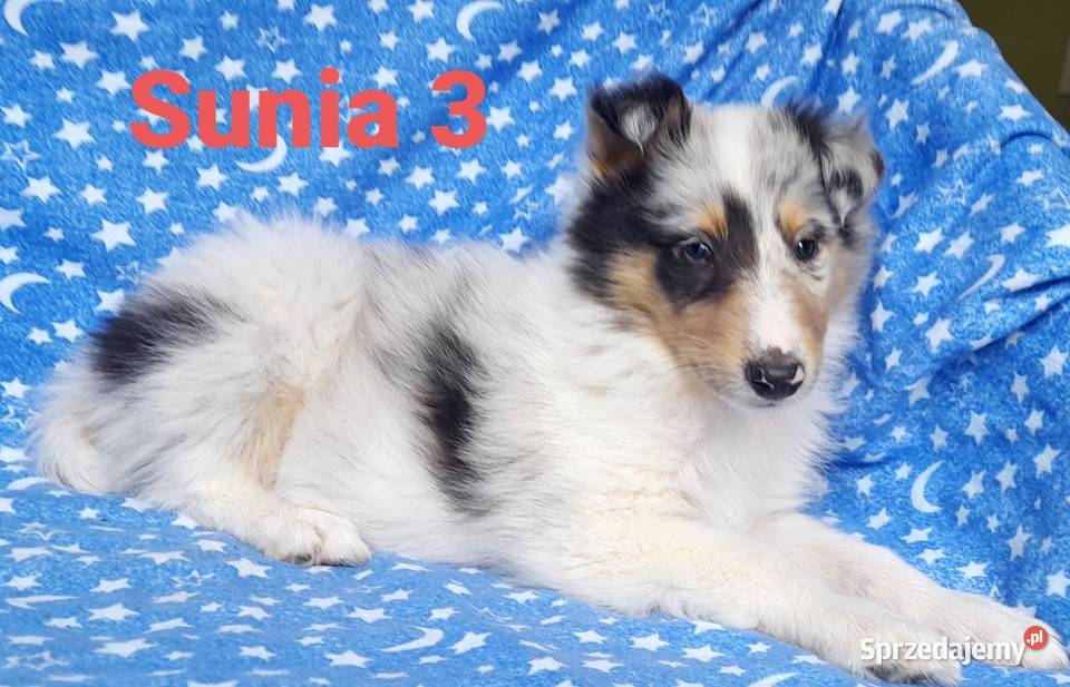 Owczarek Szkocki szczeniaczki Blue merle Bełchatów