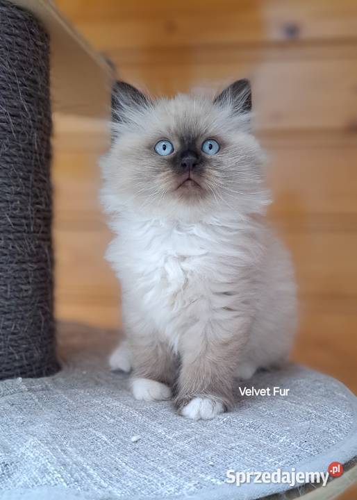 Kotka neva masquerade kot syberyjski mitted Chrząstowice