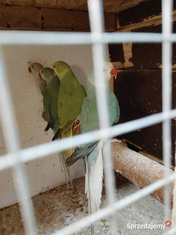 Aleksandrety obrożne go Ptaki Ptaki śląskie Pszów