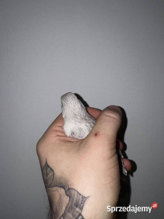 Kanarki białosrebne Ptaki małopolskie Kraków