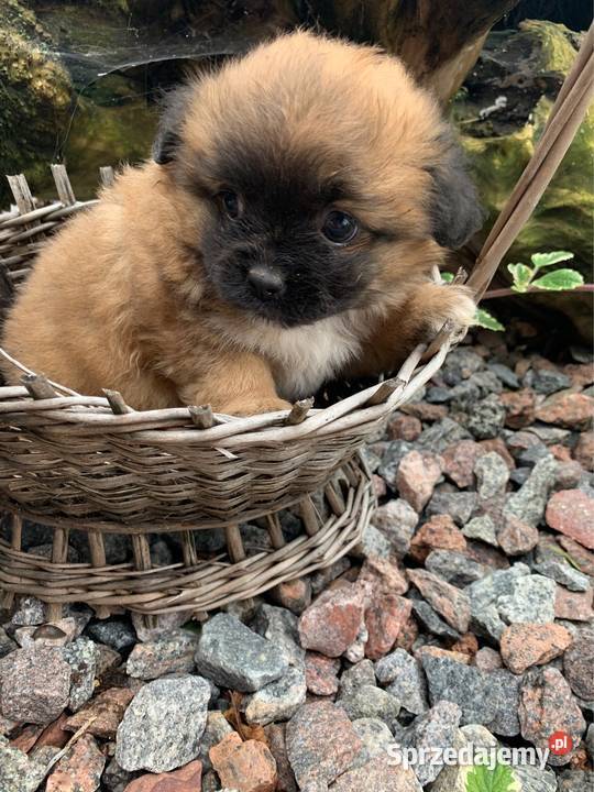 Śliczna hybryda shih tzu sunia Leoncin