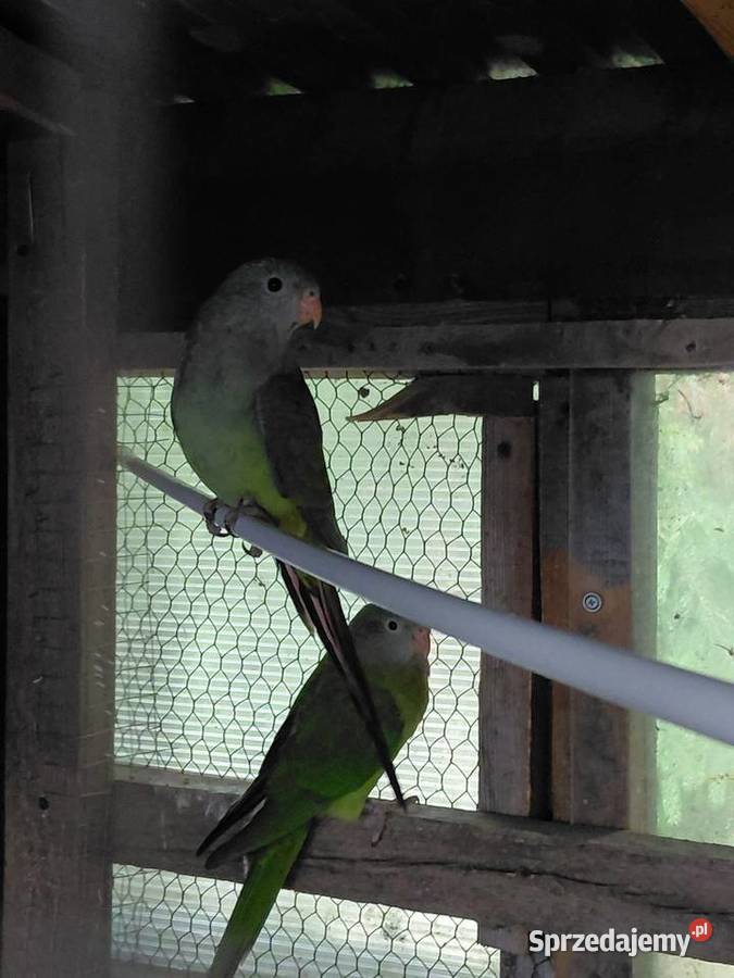 Sprzedam barabandy Świebodzin